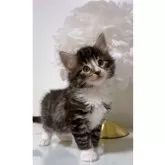 ノルウェージャンフォレストキャット