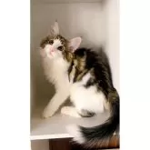 ノルウェージャンフォレストキャット