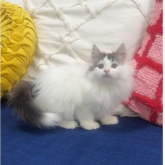 ノルウェージャンフォレストキャット