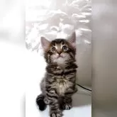 ノルウェージャンフォレストキャット