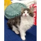 ノルウェージャンフォレストキャット【愛知県・男の子・2025年3月28日・ブラウン(ブラック)クラシックタビー&ホワイト】の写真1「可愛く成長しています✨」