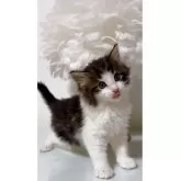ノルウェージャンフォレストキャット