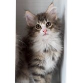 ノルウェージャンフォレストキャット