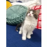 ノルウェージャンフォレストキャット【愛知県・男の子・2025年3月28日・ブラウン(ブラック)クラシックタビー&ホワイト】の写真6