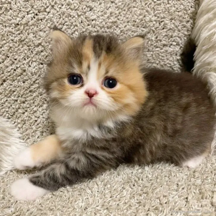 ID:2307-00343の子猫