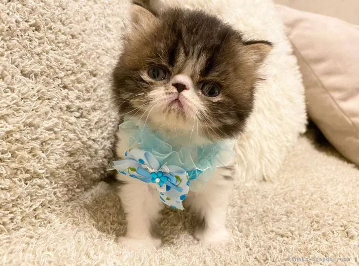 ID：2108-02535の子猫