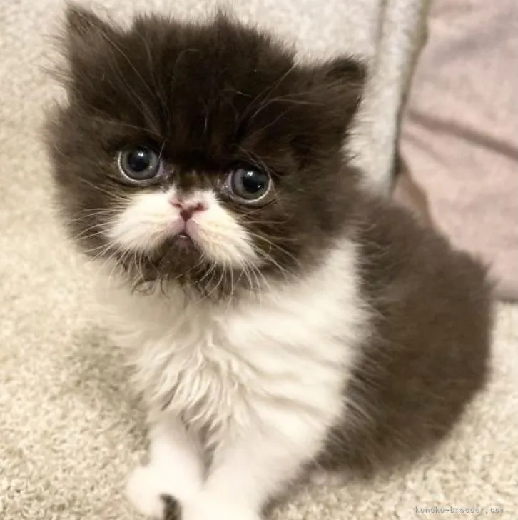 ID:2212-01706の子猫