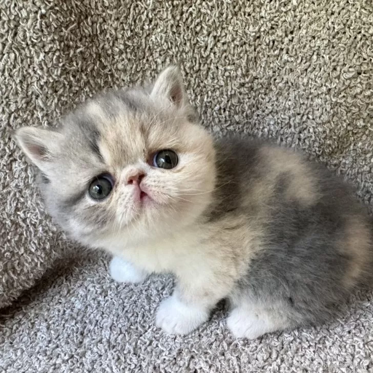 ID：2404-02925の子猫