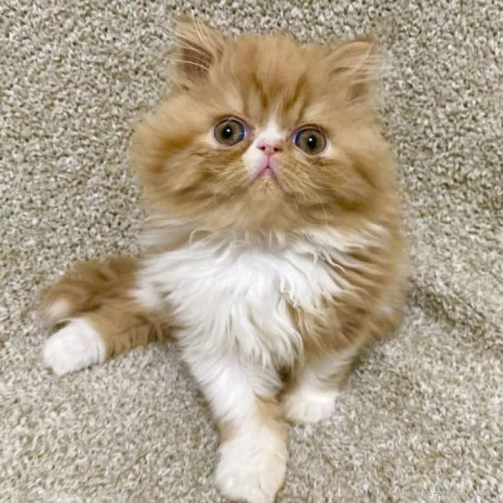 ID:2301-02378の子猫