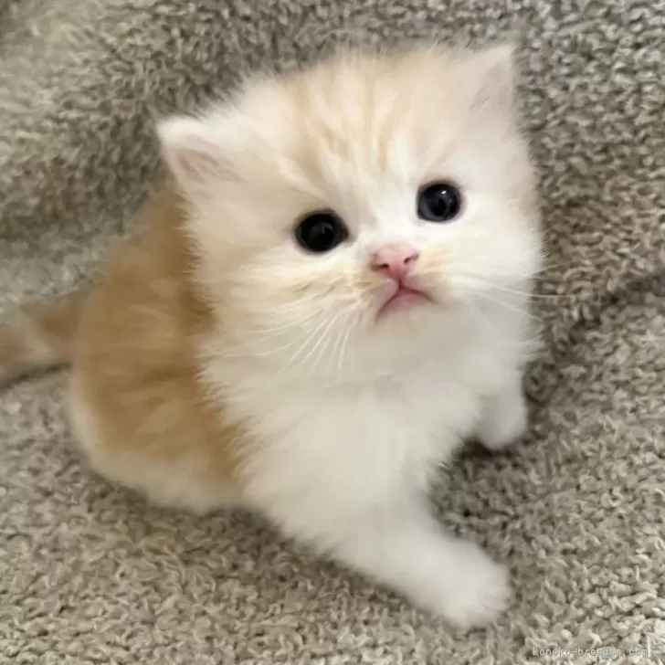 ID:2402-00690の子猫