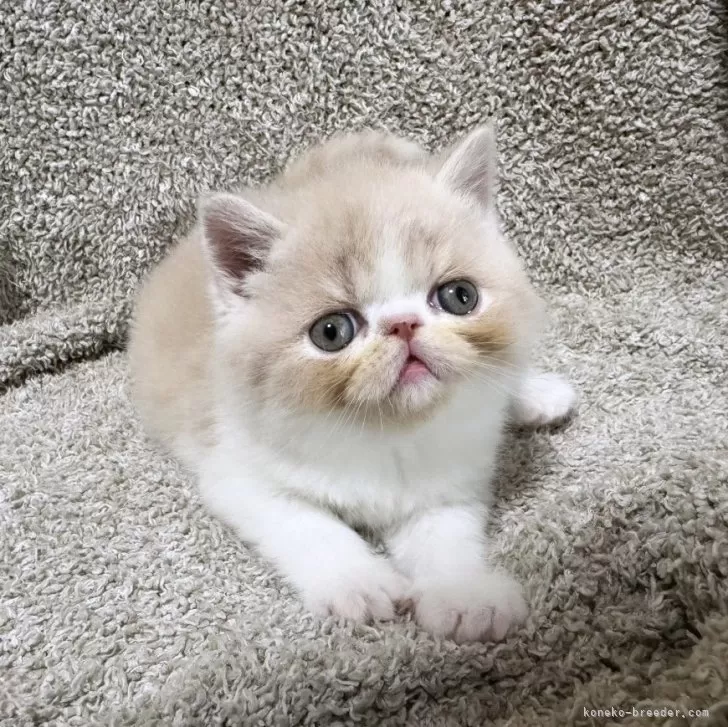 ID：2401-00732の子猫