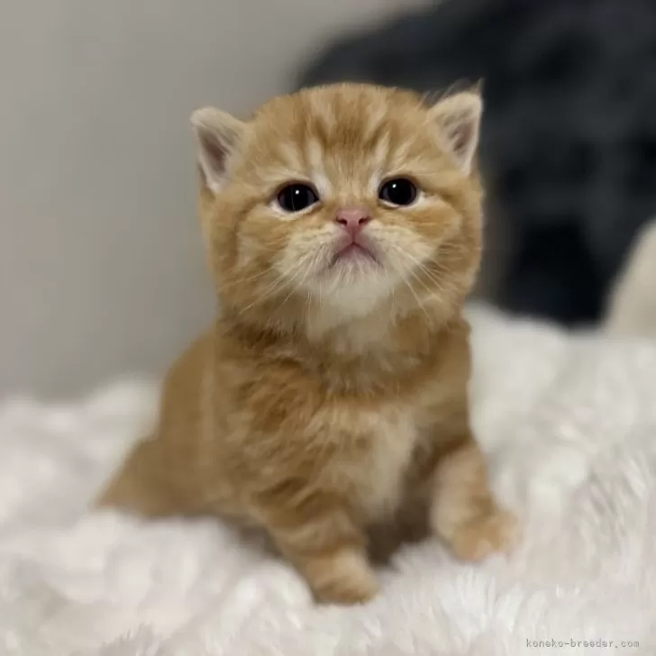 ID:2412-00940の子猫