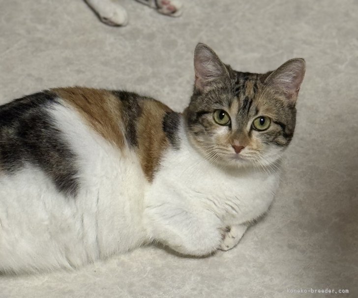 ミヌエット【・女の子・2024年8月13日・ブラウンパッチドタビー&amp;ホワイト】