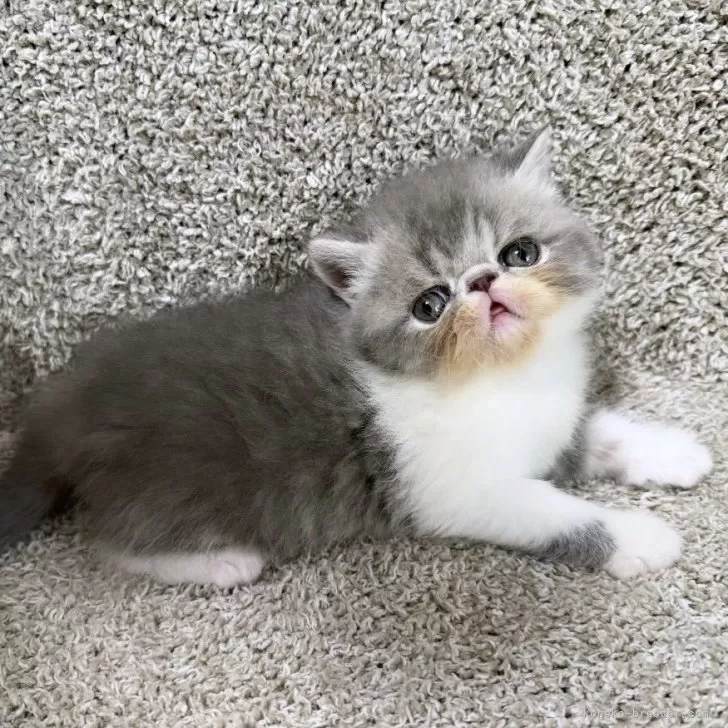 ID：2401-00931の子猫