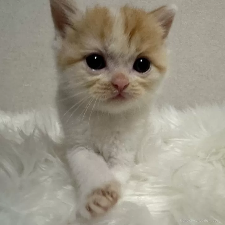 ID：2406-03306の子猫