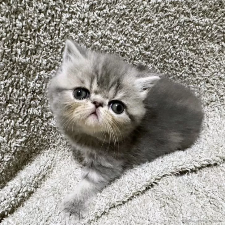 ID:2401-00731の子猫