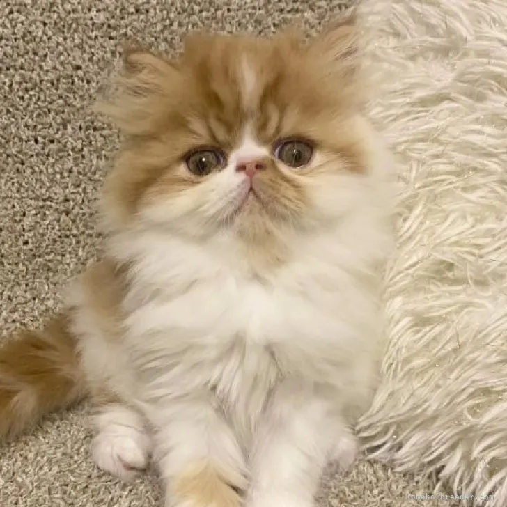 ID:2305-02695の子猫