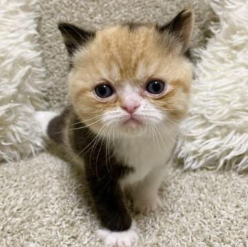 ミヌエット(長足)【福岡県・女の子・2023年1月24日・キャリコ】の写真「とっても可愛い女の子❤️」