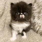 エキゾチックショートヘア【福岡県・男の子・2022年12月27日・ブラック&ホワイト】の写真1