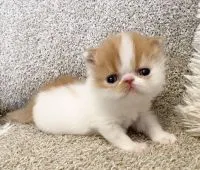 エキゾチックショートヘア【福岡県・男の子・2022年4月25日・レッド&ホワイトバン】の写真1