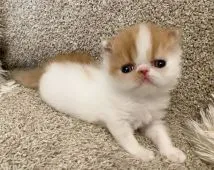 エキゾチックショートヘア【福岡県・男の子・2022年4月25日・レッド&ホワイトバン】の写真2