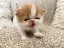 エキゾチックショートヘア【福岡県・男の子・2022年4月25日・レッド&ホワイトバン】の写真3