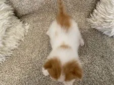 エキゾチックショートヘア【福岡県・男の子・2022年4月25日・レッド&ホワイトバン】の写真4