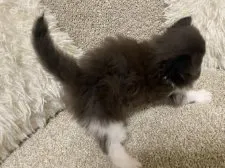 エキゾチックショートヘア【福岡県・男の子・2023年4月16日・ブラック&ホワイト】の写真4