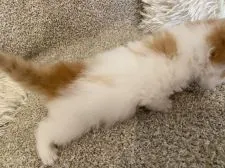 エキゾチックショートヘア【福岡県・男の子・2022年4月25日・レッド&ホワイトバン】の写真5