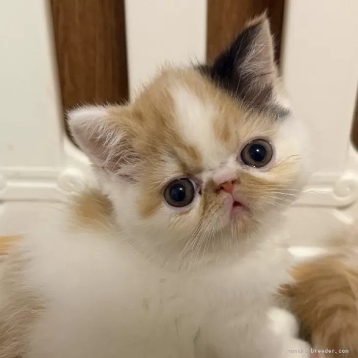 ID：2510-01511の子猫