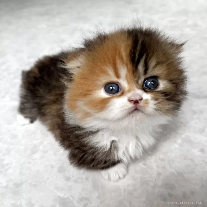 ID：2505-00912の子猫