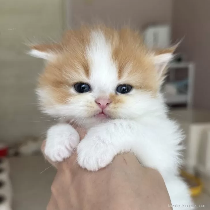 ID:2505-00915の子猫