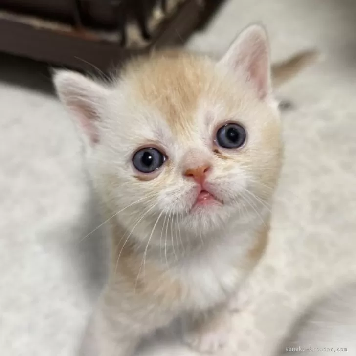 ID：2508-01828の子猫