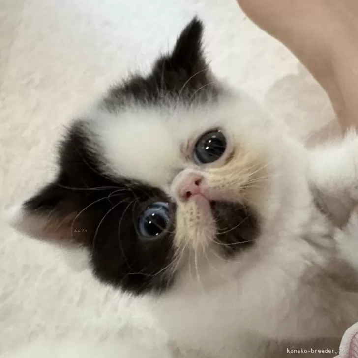 エキゾチックショートヘア【福岡県・男の子・2025年9月5日・ブラック&ホワイトヴァン】の写真1