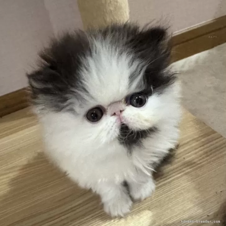 sh1957 様のお迎えした子猫