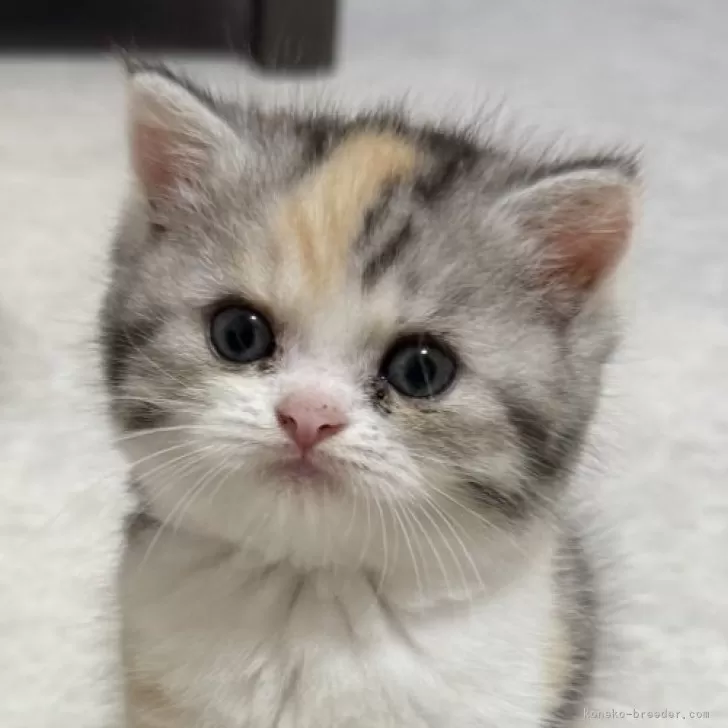 ID：2507-01180の子猫