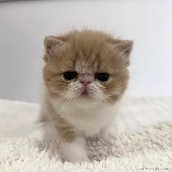 ID:2503-01294の子猫