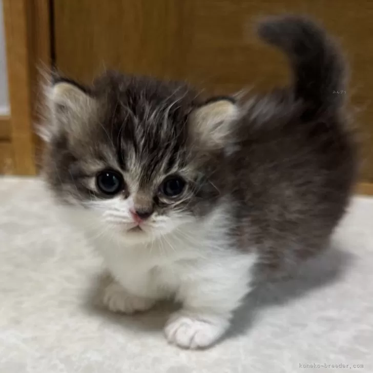 ID：2508-01806の子猫