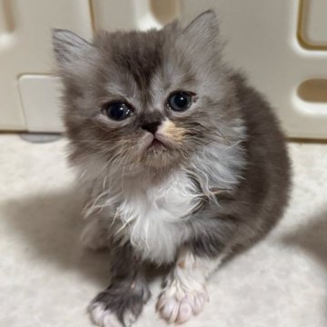 ミヌエット(長足)【福岡県・男の子・2025年10月29日・シルバータビー&ホワイト】の写真「期間限定募集です！おっとりな男の子🩵」