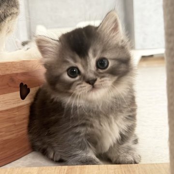 ミヌエット(短足)【福岡県・男の子・2026年2月14日・シルバータビー&ホワイト（ロングヘア）】の写真「4月14日までの期間限定募集です！！」