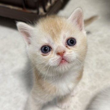 ミヌエット(長足)【福岡県・男の子・2025年7月20日・カメオタビー】の写真「9月15日までの期間限定募集です！！」