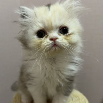 ミヌエット【福岡県・女の子・2025年9月18日・シルバーパッチドタビー&ホワイト】の写真「大人気のキキベビーですっ❣️」