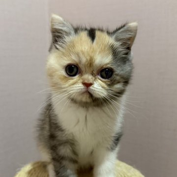 ミヌエット(長足)【福岡県・女の子・2025年9月18日・シルバーパッチドタビー&ホワイト】の写真「大人気のキキベビーですっ❣️」