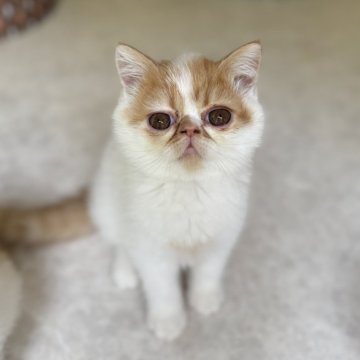 エキゾチックショートヘア【福岡県・男の子・2025年3月29日・レッドタビー&ホワイト】の写真「6月11日までの期間限定募集です。」