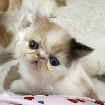 エキゾチックショートヘア【福岡県・女の子・2025年9月5日・キャリコ】の写真「とっても可愛い女の子🩷」