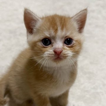 ミヌエット(長足)【福岡県・男の子・2025年10月29日・レッドタビー&ホワイト】の写真「期間限定募集です！元気な男の子🩵」