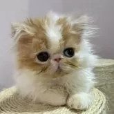 エキゾチックショートヘア