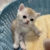 ミヌエット(長足)