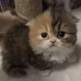 ミヌエット(短足)