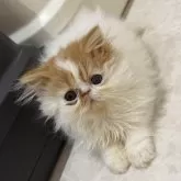 エキゾチックショートヘア